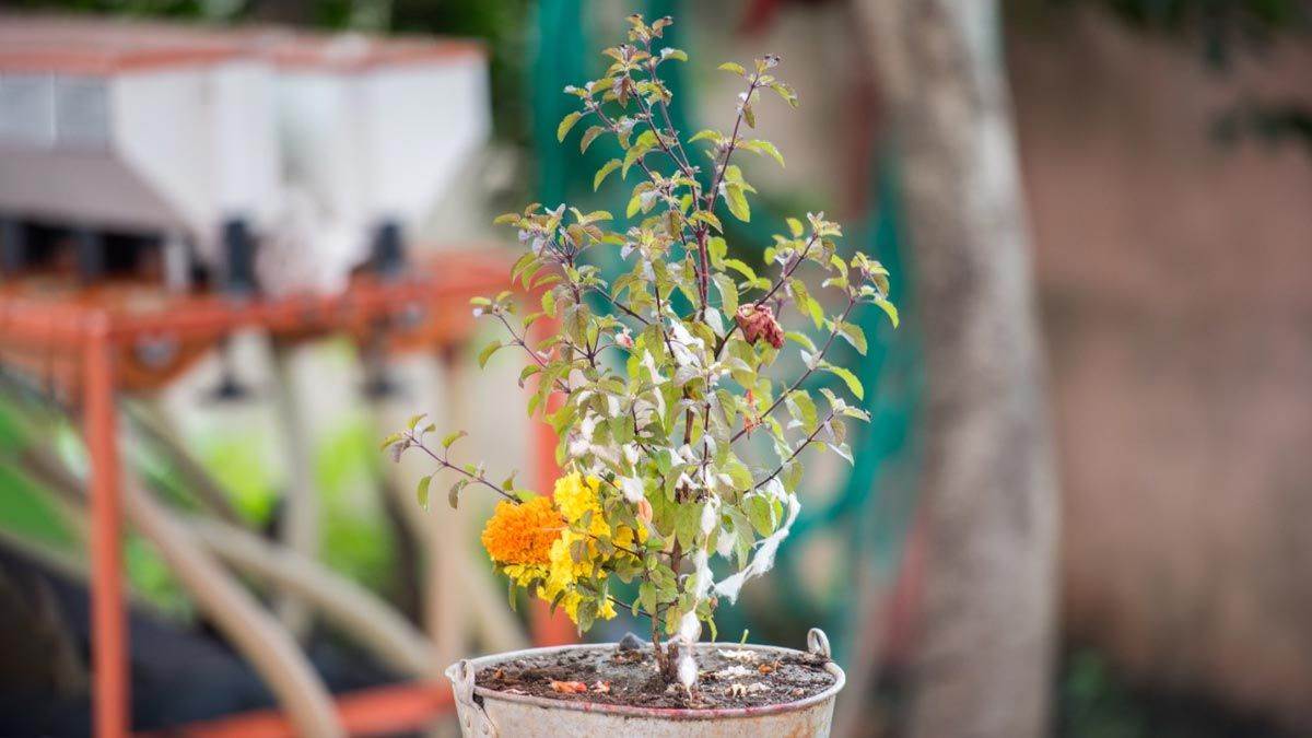 Tulsi Leaves & Benefits and Side Effects